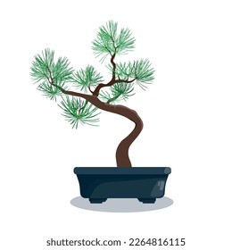 Bonsai green tree pine on a white isolated background