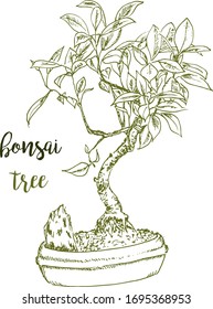 Bonsai hand drawn sketch, Japanese traditional art planting in flowerpot vector isolated illustration.