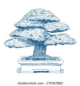 Bonsai home plant in pot drawing isolated on white background