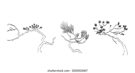 Bonsai illustration vector for design element vector. Line Hand Drawn nature Illustration. Black meadow of pine tree, herbs isolated on white background. Botanical plant.