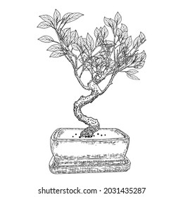 Bonsai Japanese tree growing in pot and container. Drawing from real tree. Decorative little tree in Bonsai style, hobby. Vector.