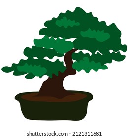 Bonsai Japanese tree grown in containers.  Tree in bonsai style