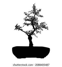 Bonsai Japanese tree silhouette growing in pot and container. Drawing from real tree. Decorative little tree in Bonsai style, hobby. Vector.