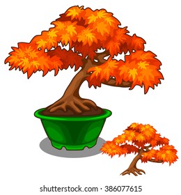 Bonsai maple tree in a flowerpot isolated on white background. Deciduous tree, the symbol of the Golden autumn. Vector cartoon close-up illustration.