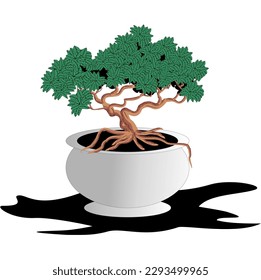 Bonsai ornamental plants grow in flowerpot containers. Beautiful realistic tree. Tree in bonsai style. Bonsai tree in a white pot. Decorative small tree vector illustration. Nature art