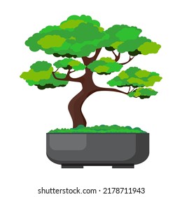 Bonsai pine decorative small tree growing in container vector illustration. Beautiful realistic tree. Tree in bonsai style. Bonsai tree on the black box. Nature art