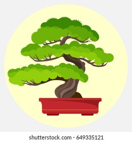 Bonsai Pine Decorative Small Tree Growing In Container Vector Illustration