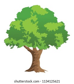 
Bonsai pine decorative tree 
