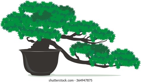 Bonsai pine tree in a pot on a white background