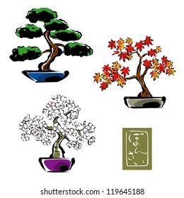 Bonsai / pinetree, japanese maple,sakura