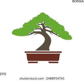 Bonsai plant tree. Isolated bonsai tree on white background