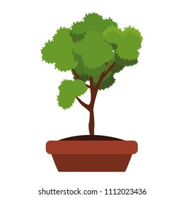 Bonsai in pot