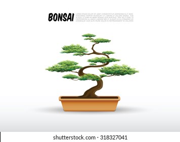 bonsai in the pot