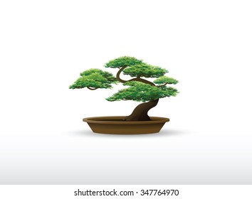 bonsai in the pot