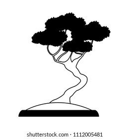 Bonsai in pot in black and white
