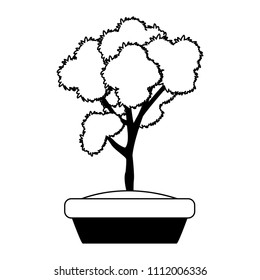 Bonsai in pot in black and white