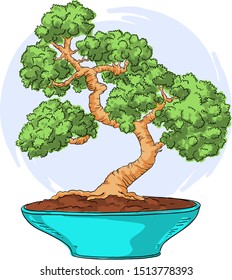 Bonsai in a pot. Color illustration. Japanese bonsai vector isolated on white background. Hand drawing.