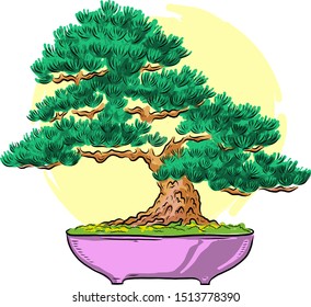 Bonsai in a pot. Mini tree. Color illustration. Bonsai Japanese tree. Vector isolated on white background. Hand drawing.