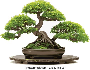 bonsai in pots for home decoration