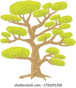 bonsai tree in an artistic form