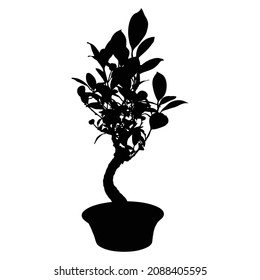 Bonsai tree black silhouette on a white background. Detailed isolated image. Decorative arts hobby of growing mini tree in the pot. Asian origin. Vector.