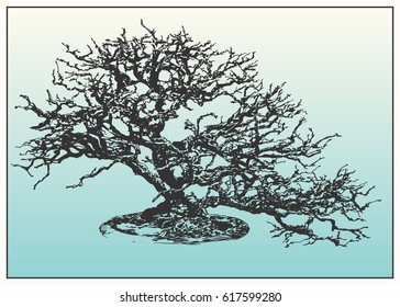 Bonsai tree. Black and white dashed style sketch, line art, drawing with pen and ink. Retro vintage picture.