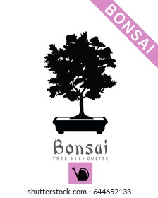 Bonsai Tree in Bonsai Ceramic Pot