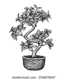 Bonsai tree in a flowerpot isolated on background. Houseplant sketch vector illustration