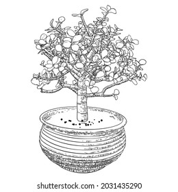 Bonsai tree. Hand drawn black white plant illustration on a white background, isolated. Tray planting of mini tree hobby. Bonsai Japanese tree grown in container. Vector.