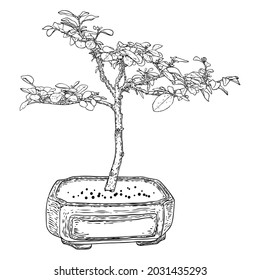 Bonsai tree. Hand drawn black white plant illustration on a white background, isolated. Tray planting of mini tree hobby. Bonsai Japanese tree grown in container. Vector.