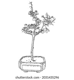 Bonsai-Baum. Hand gezeichnete schwarz-weiße Pflanzengrafik auf weißem Hintergrund, einzeln. Tray Pflanzung von Mini-Baum-Hobby. Bonsai japanischer Baum in Containern angebaut. Vektorgrafik.