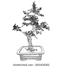 Bonsai tree. Hand drawn black white plant illustration on a white background, isolated. Tray planting of mini tree hobby. Bonsai Japanese tree grown in container. Vector.