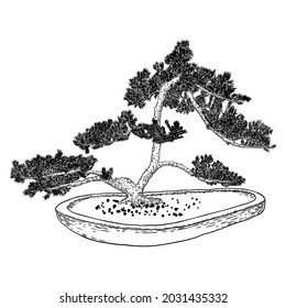 Bonsai tree. Hand drawn black white plant illustration on a white background, isolated. Tray planting of mini tree hobby. Bonsai Japanese tree grown in container. Vector.