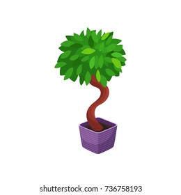 Bonsai tree houseplant, potted plant vector illustration
