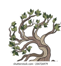 Bonsai tree isolated