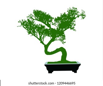 Bonsai tree, isolated on white
