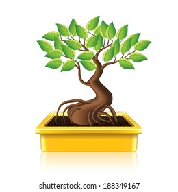 Bonsai tree isolated on white photo-realistic vector illustration