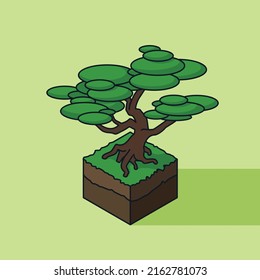 Bonsai tree isometric vector image