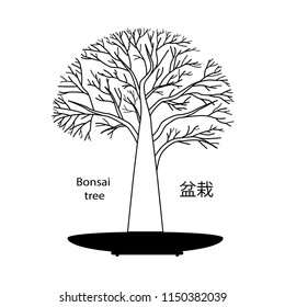 Bonsai tree natural style 