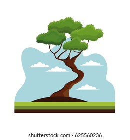 bonsai tree nature decoration landscape
