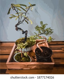 Bonsai tree nature plant green