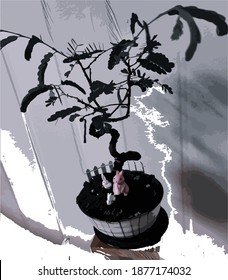 Bonsai tree nature plant green
