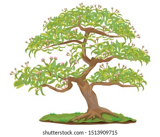 bonsai tree on white background vector design