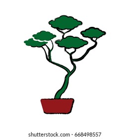 bonsai tree of pine ceramic pot botanical