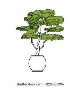 Bonsai tree plant