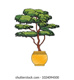 Bonsai tree plant