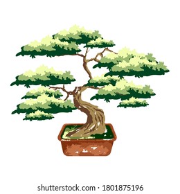 Bonsai tree in pot. Color vector flat cartoon illustration isolated