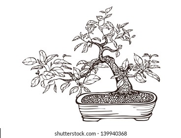 bonsai tree in a pot, hand drawn vector illustration, black and white