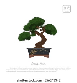 Bonsai tree in pot on white background. Text in japanese: "Bonsai". Vector illustration