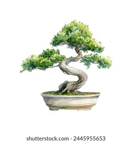 bonsai tree in pot vector illustration in watercolor style